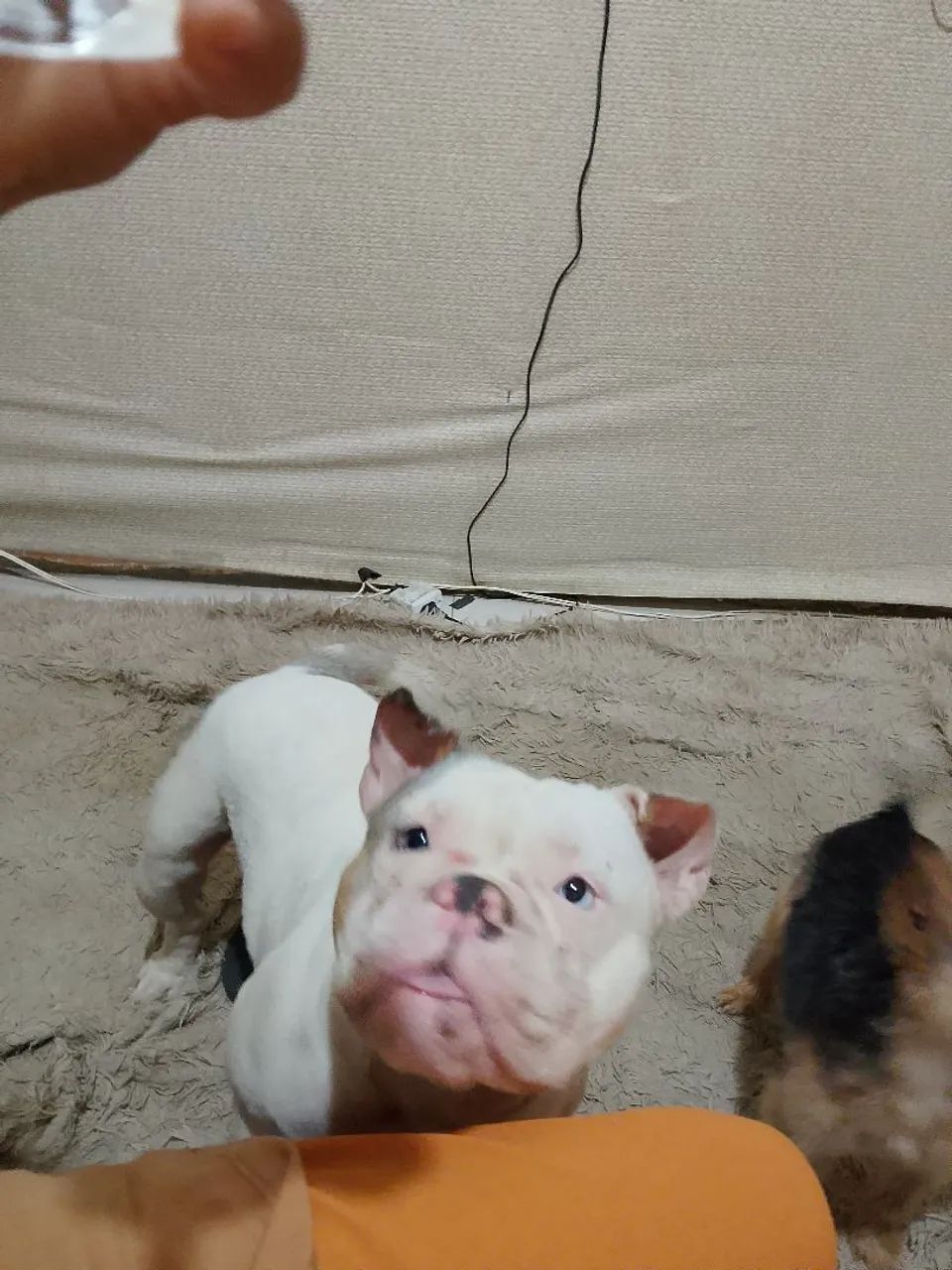 American Bully  - Foto 3