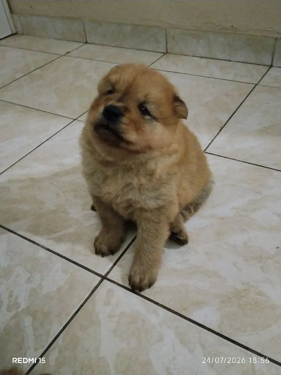 Chow chow 