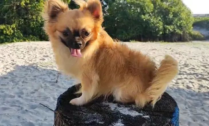 Chihuahua padreador  - Foto 2