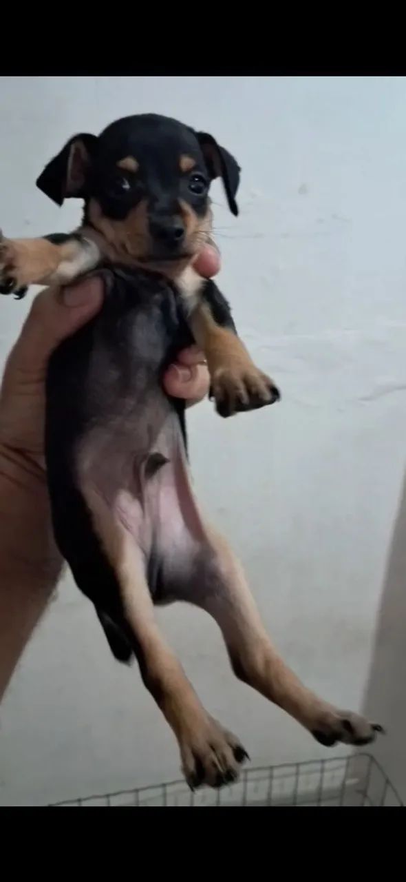 Vende se pinscher  - Foto 2