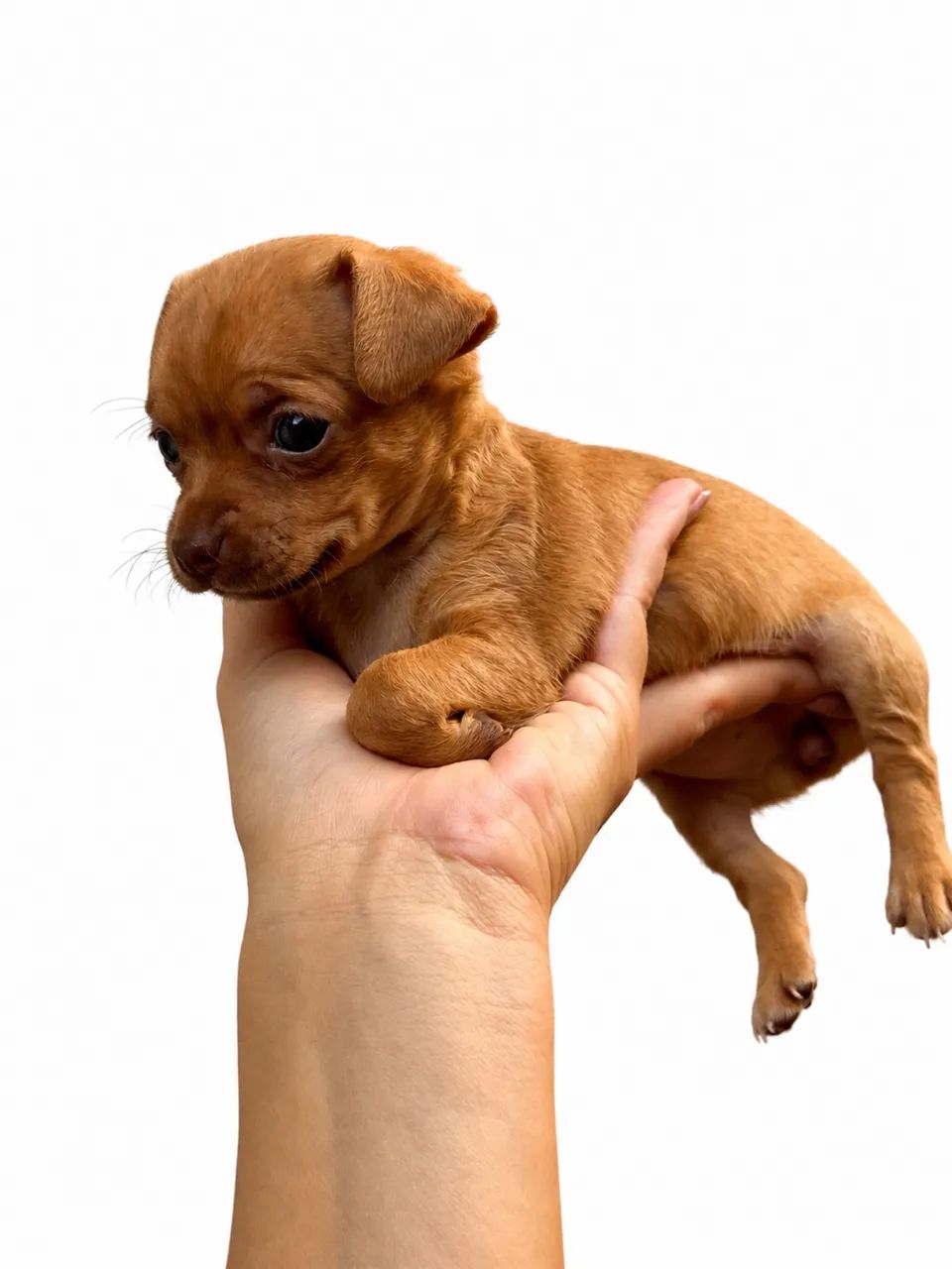 Pinscher fêmea zero - Foto 4