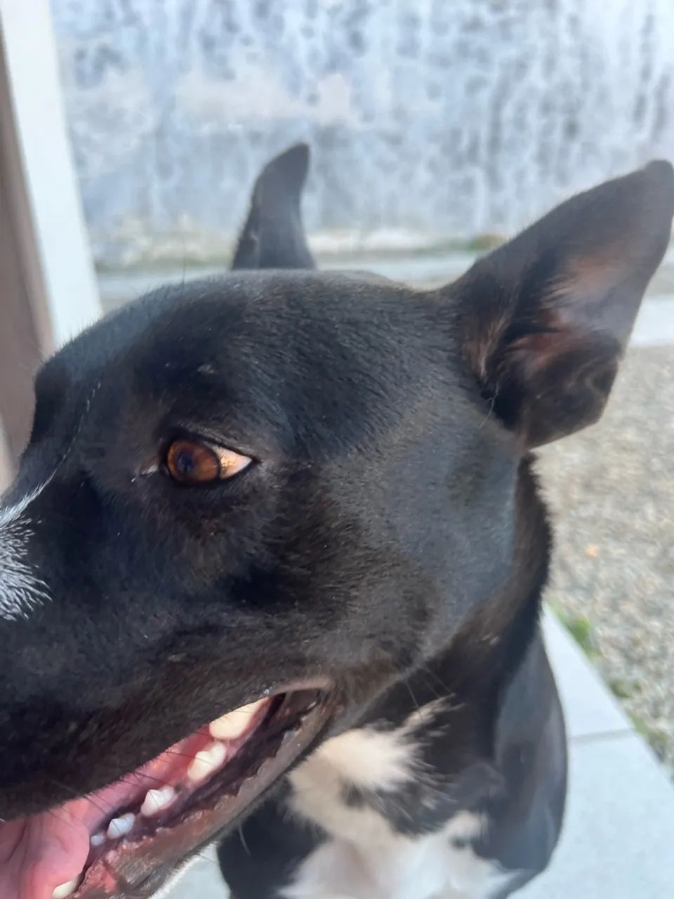 Doação responsável  - Foto 5