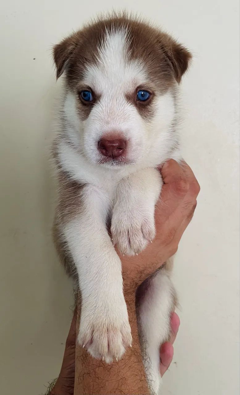 Husky siberiano  - Foto 4