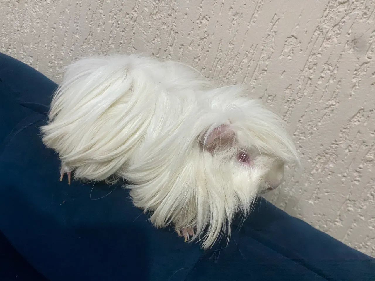 Porquinho da Índia peruano  - Foto 3