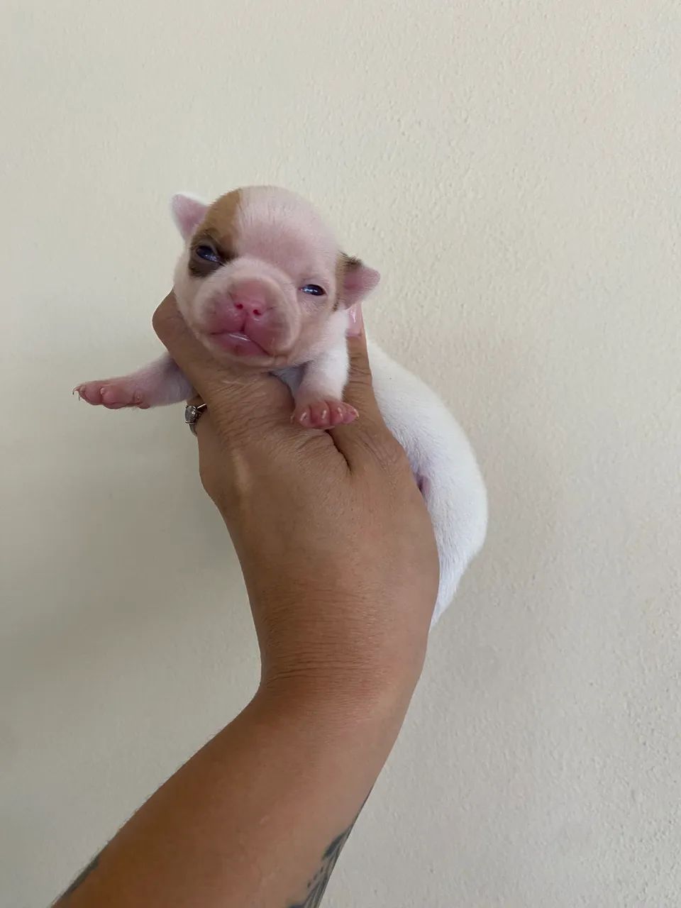 Chihuahuas  - Foto 2