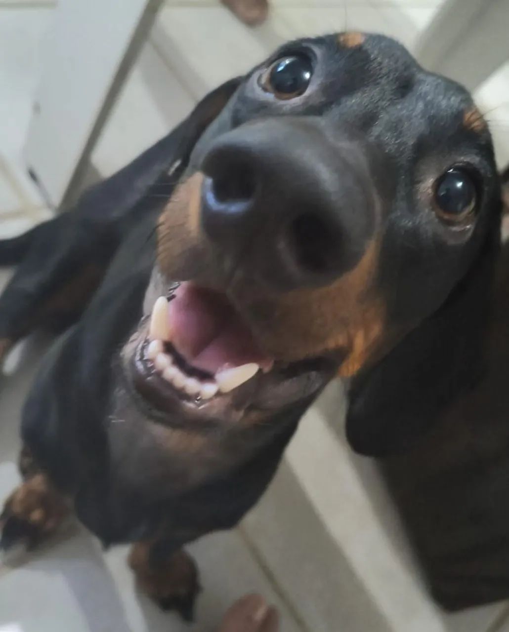 Dachshund (teckel) macho em busca de namorada  - Foto 5