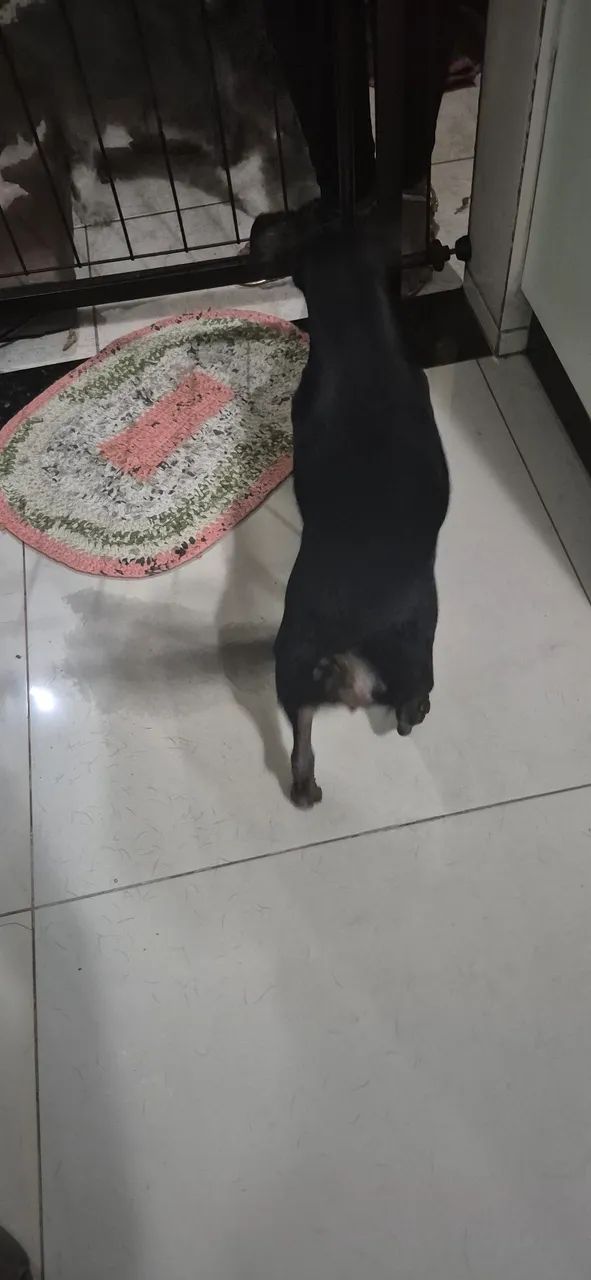 Fêmea pequena - Foto 2