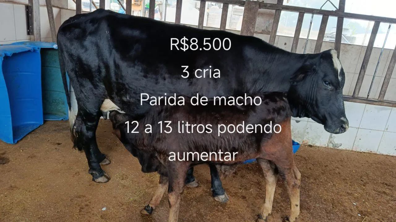 Vacas de leite - Foto 2