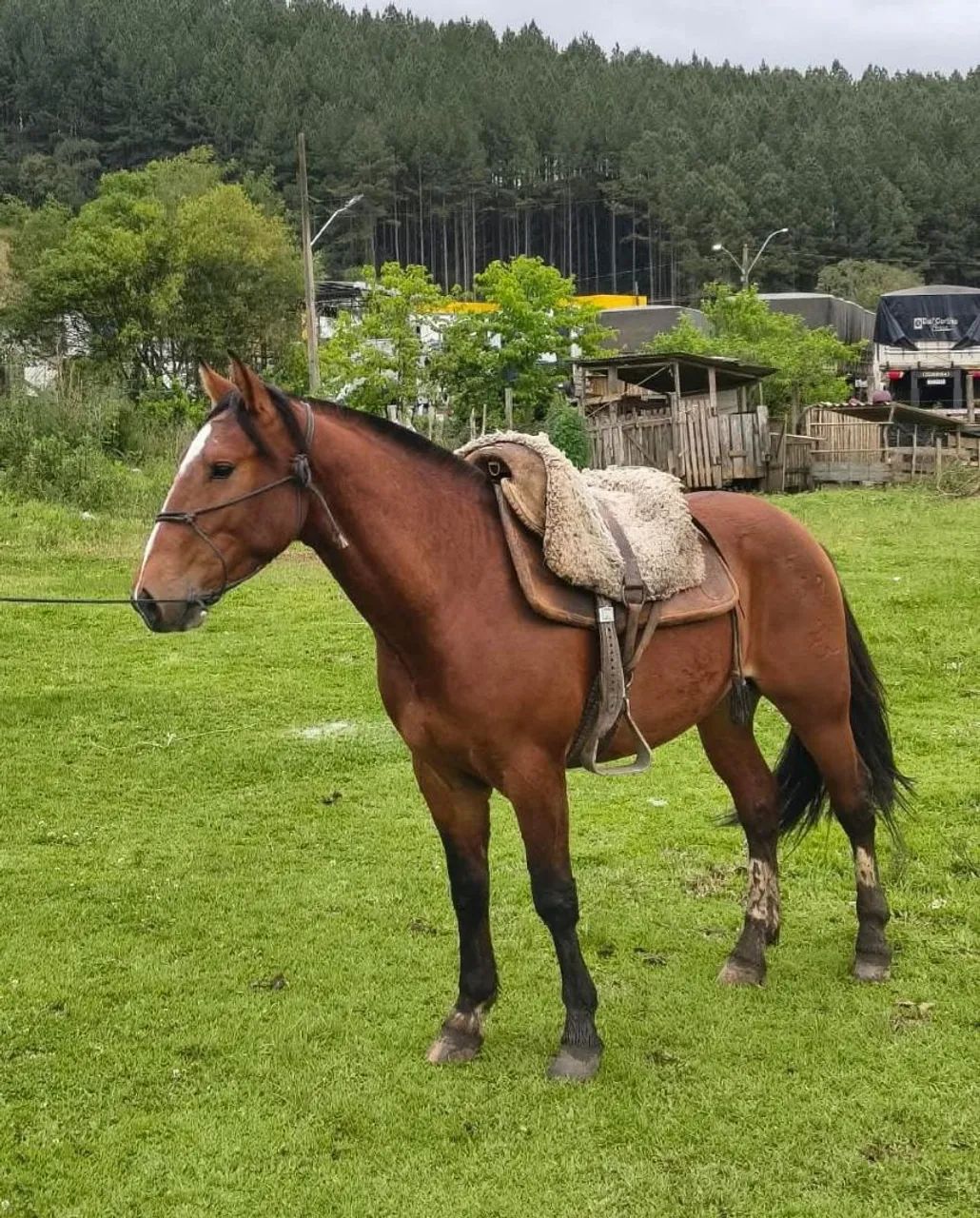 Potro criolo com doc  - Foto 3