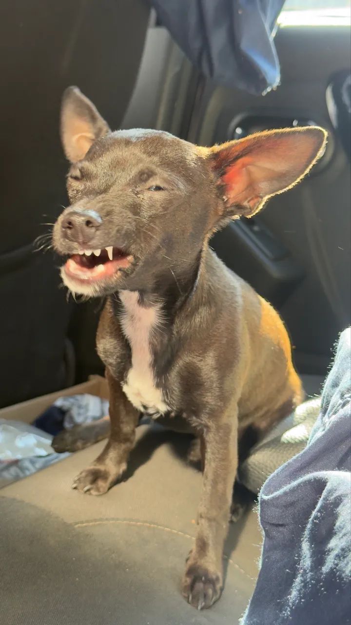 Pinscher macho - Foto 3