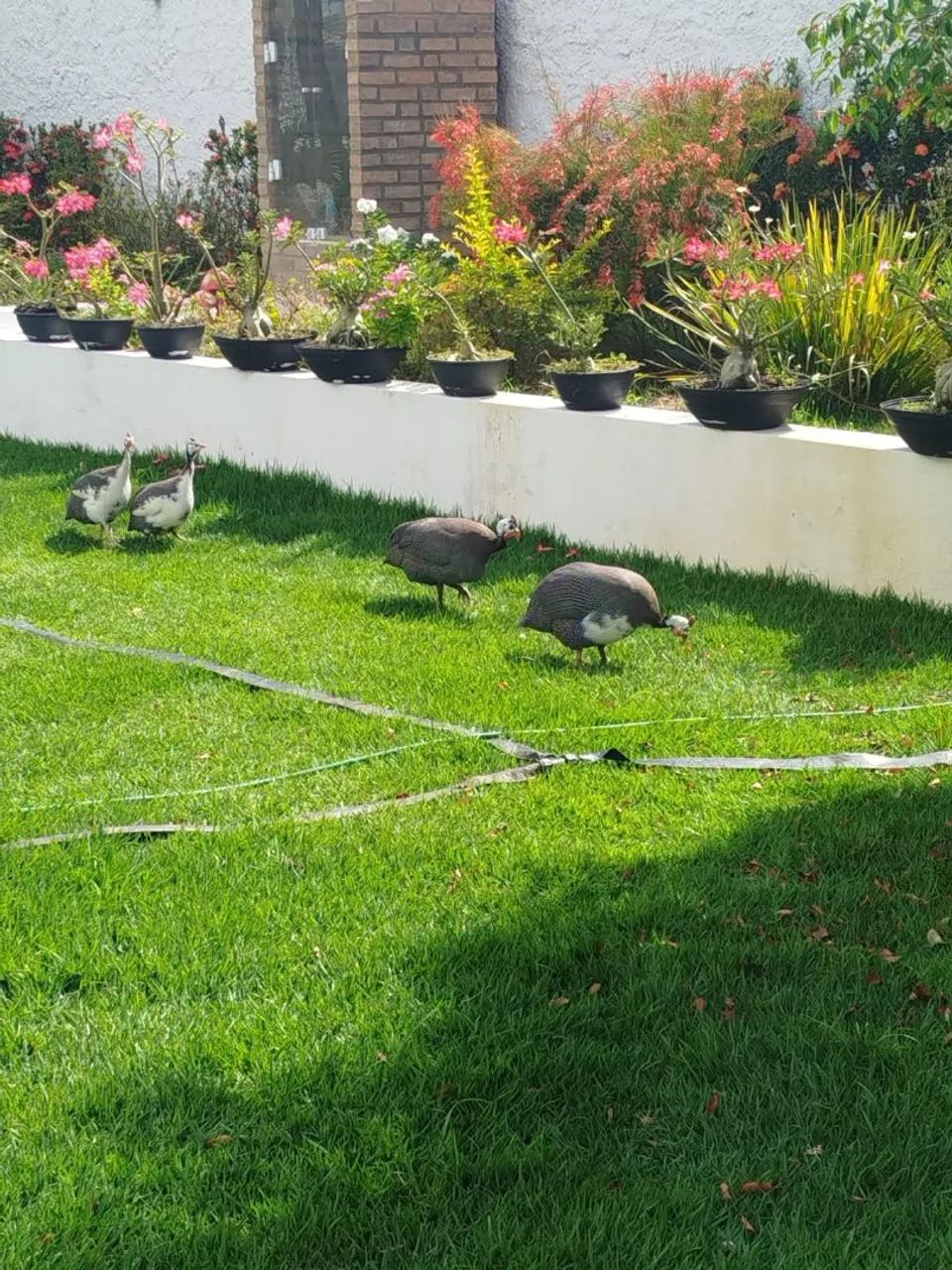 Animais  - Foto 2