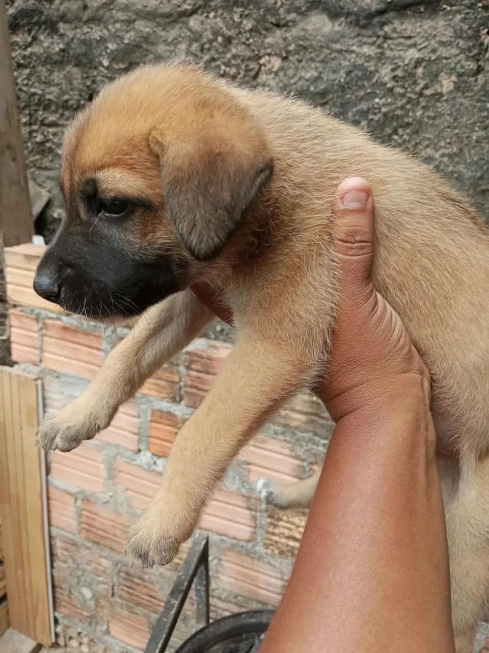 Doa-se filhotes de pastor alemão  - Foto 3