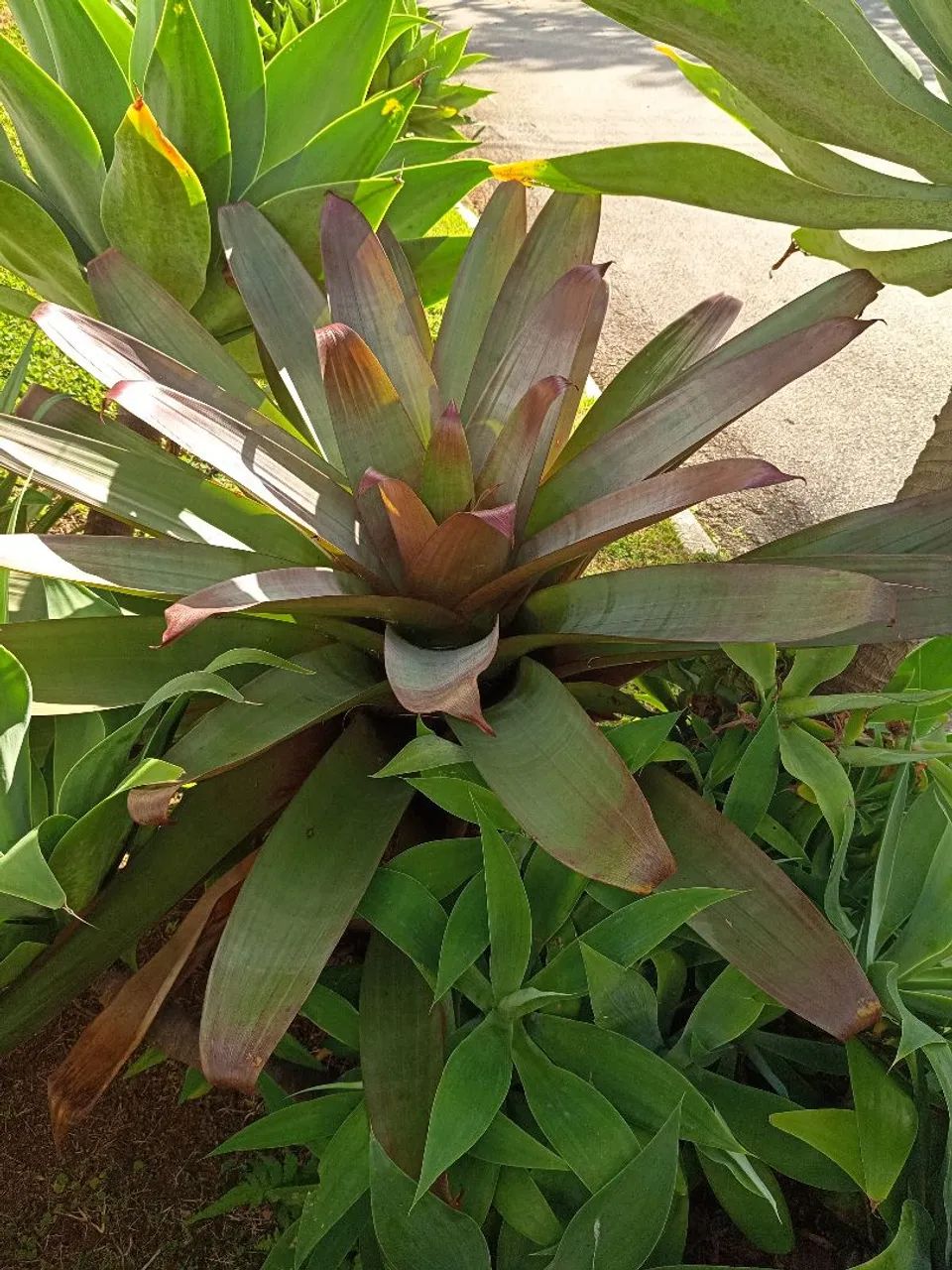Bromélias 