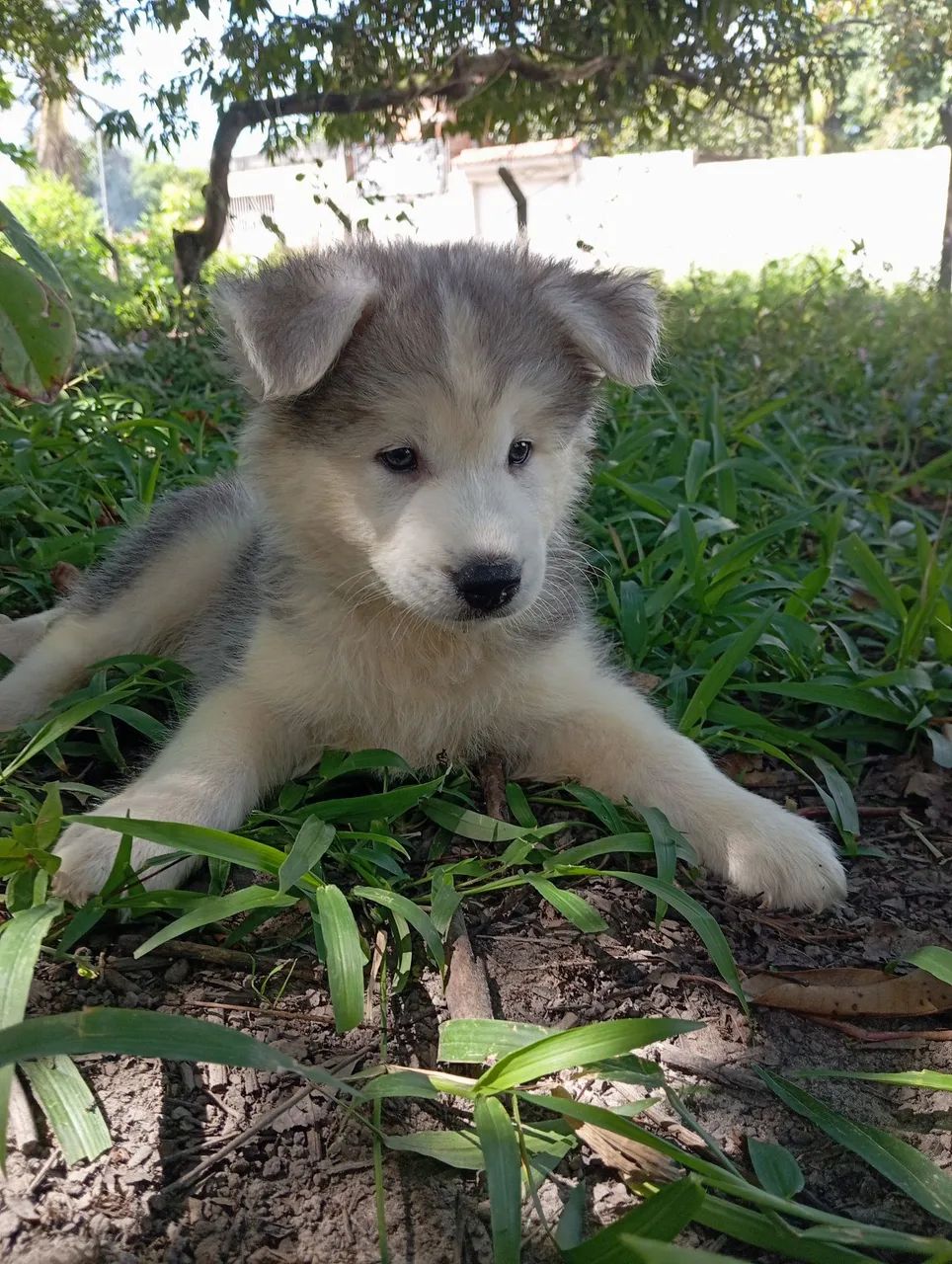 Filhote de Husky Siberiano  - Foto 4