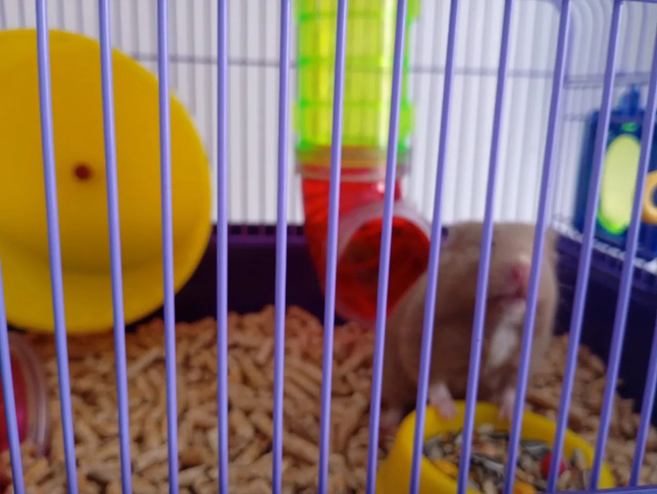 Hamster + gaiola 