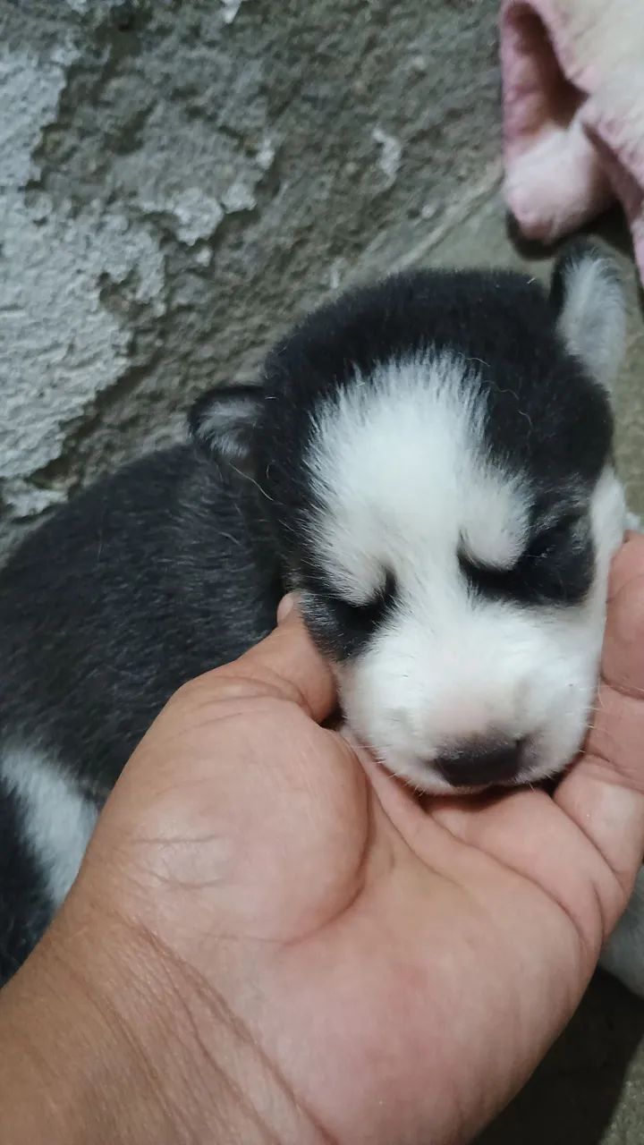 Husky siberiano - Foto 4