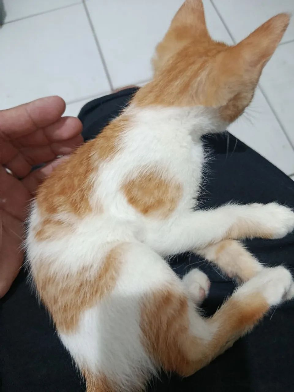 Pet  - Foto 2