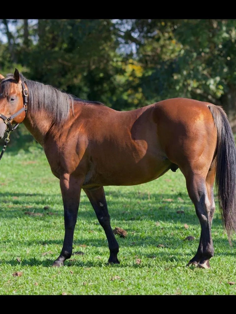 Cavalo Garanhão registrado (cobertura)