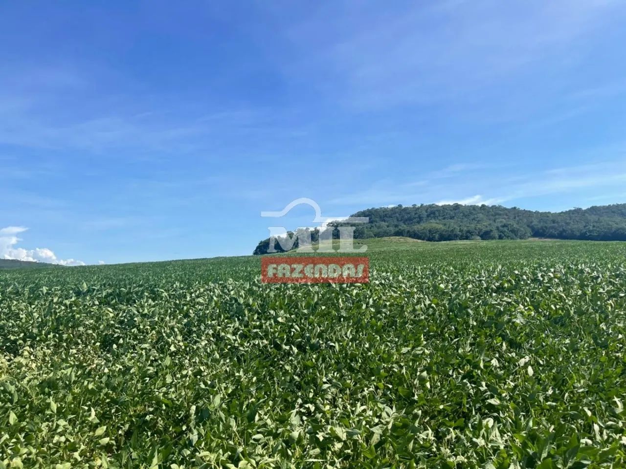 Fazenda a 40 km Anápolis-GO. (70 Alqueires) - Foto 5