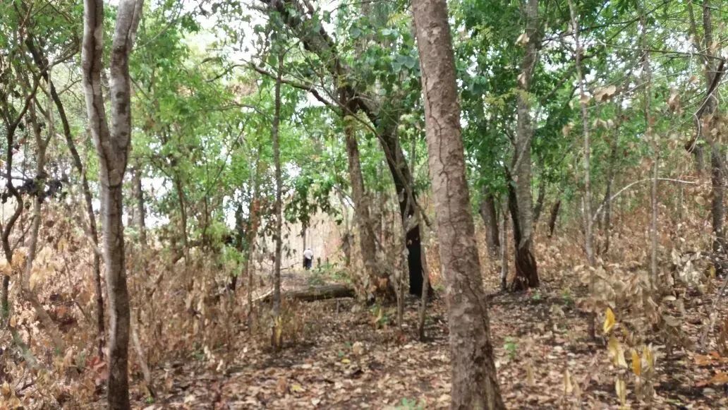 Fazendo para venda de 1039 hectares em Alvorada - TO