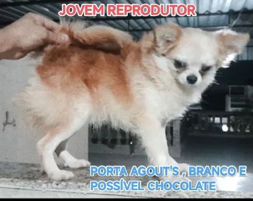 Macho 12 meses