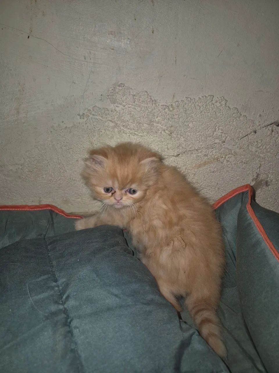 Gato persa - Foto 3