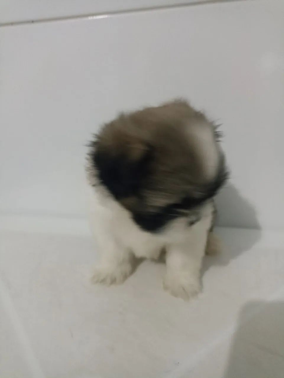 Vendo filhote de shihtzu  - Foto 2
