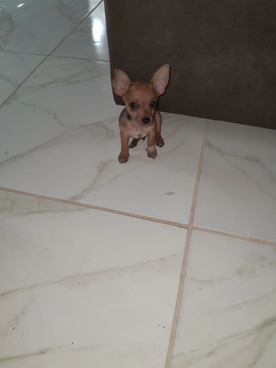 Pinscher zero 