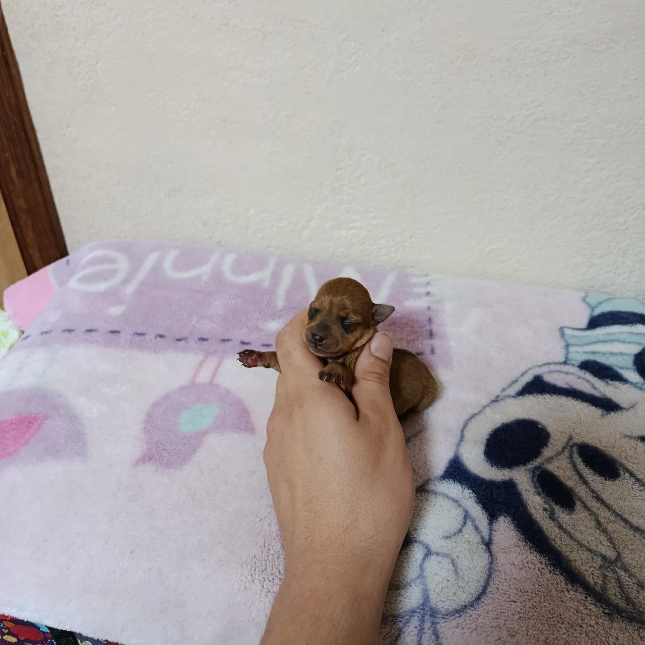 Pinscher - Foto 4
