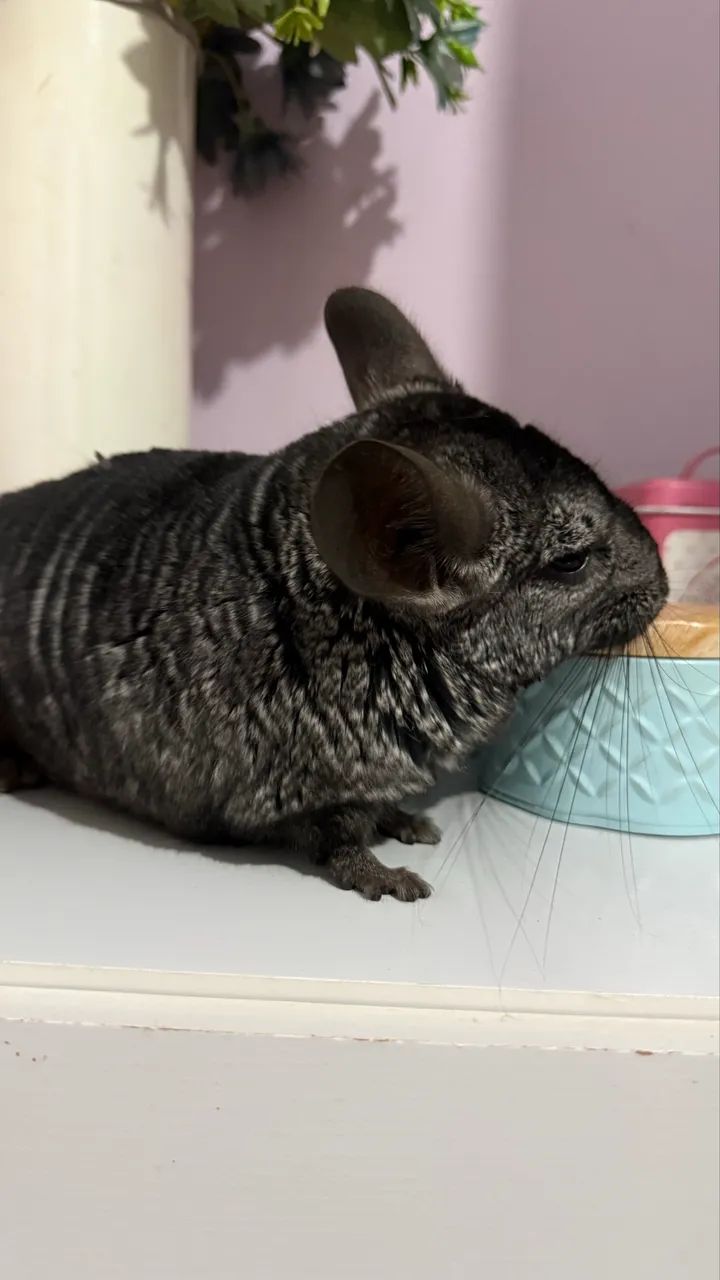 Chinchila com gaiola  - Foto 4