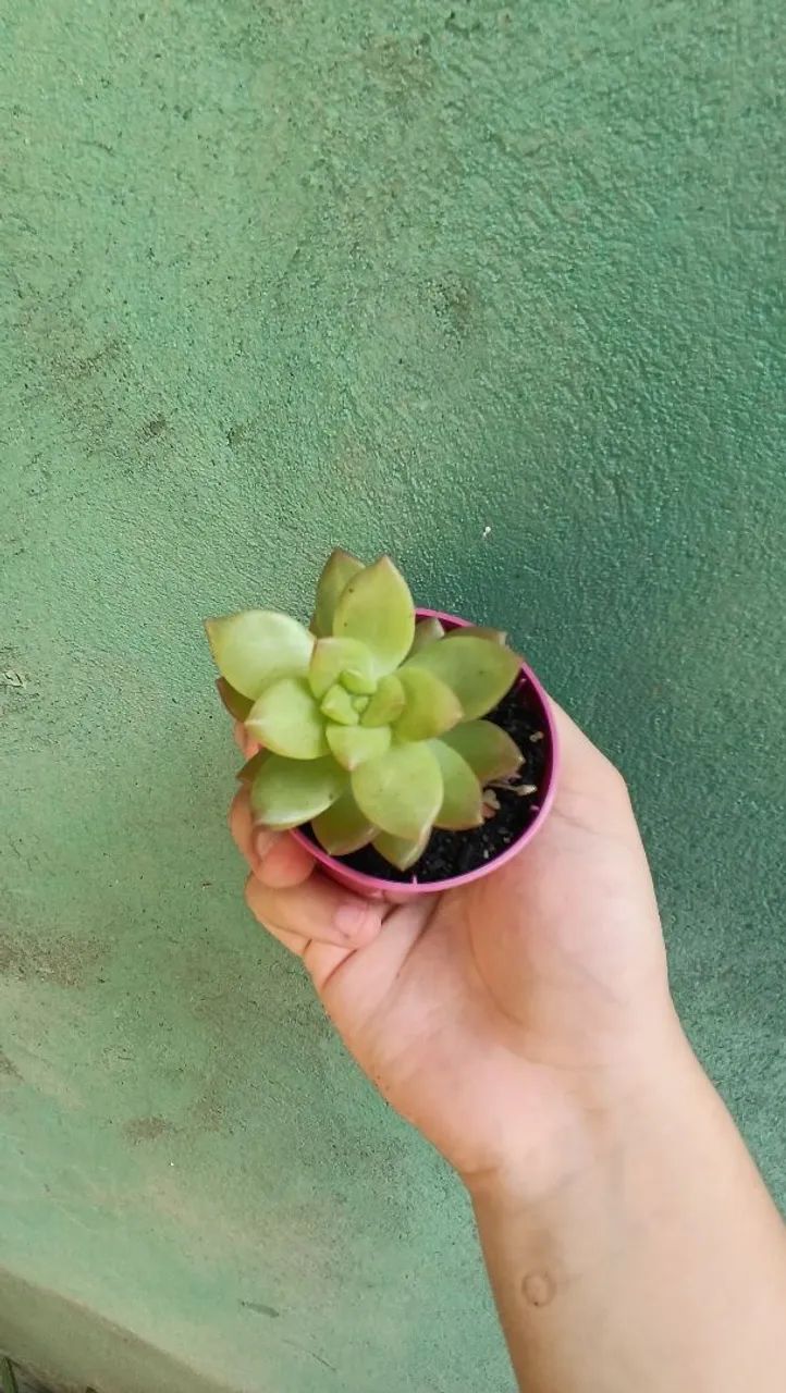 Suculentas plantas  - Foto 2