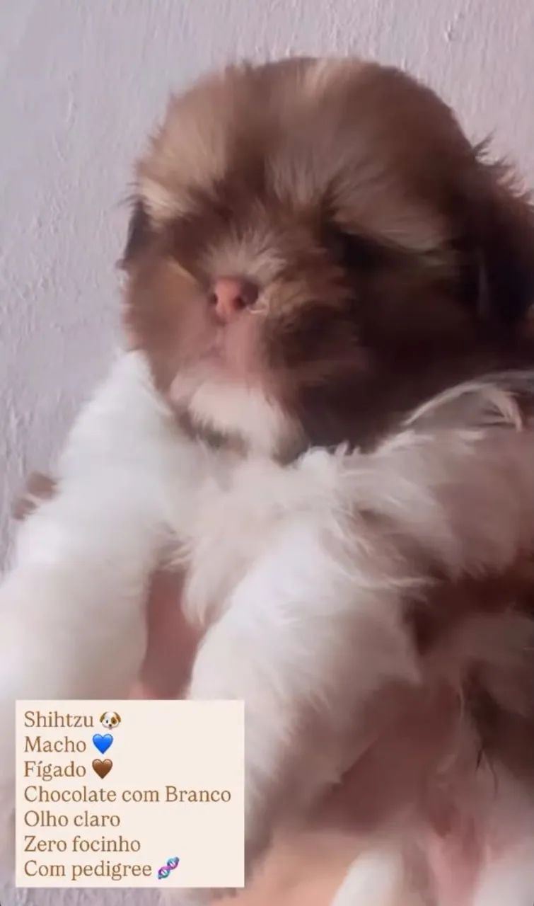 Shih tzu - Foto 5