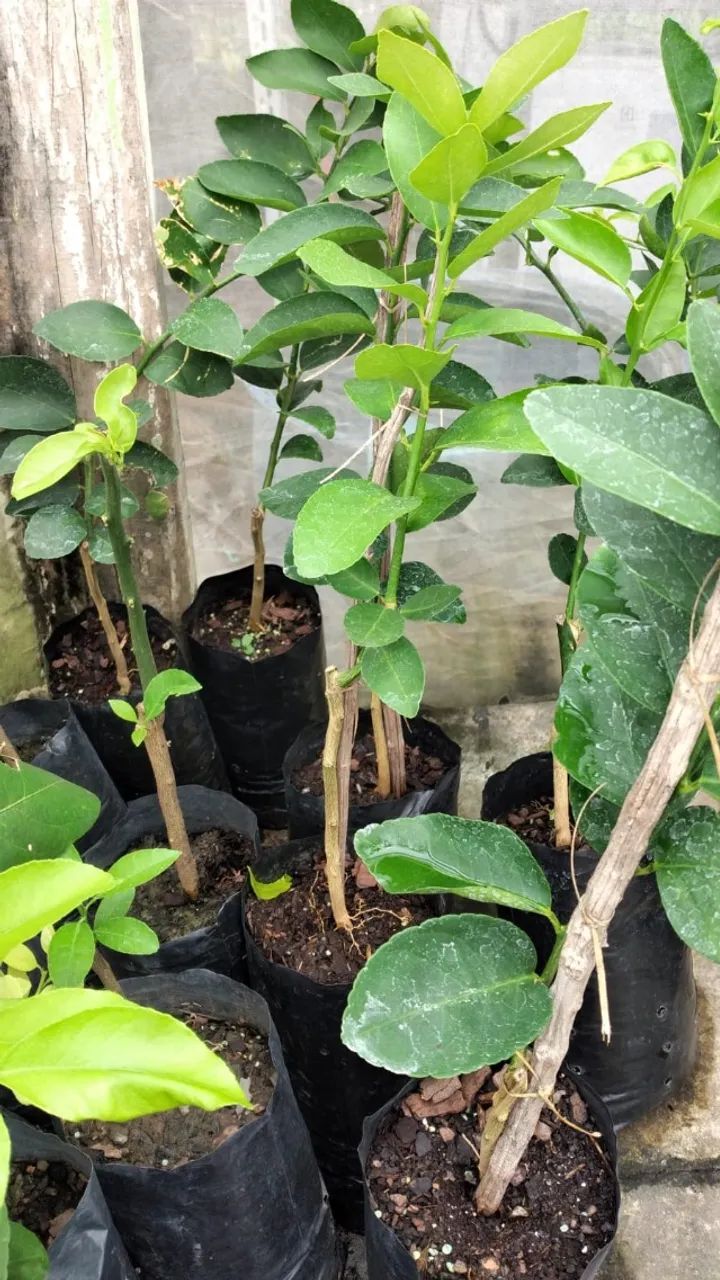 Mudas de laranja e limão enxertadas - Foto 2