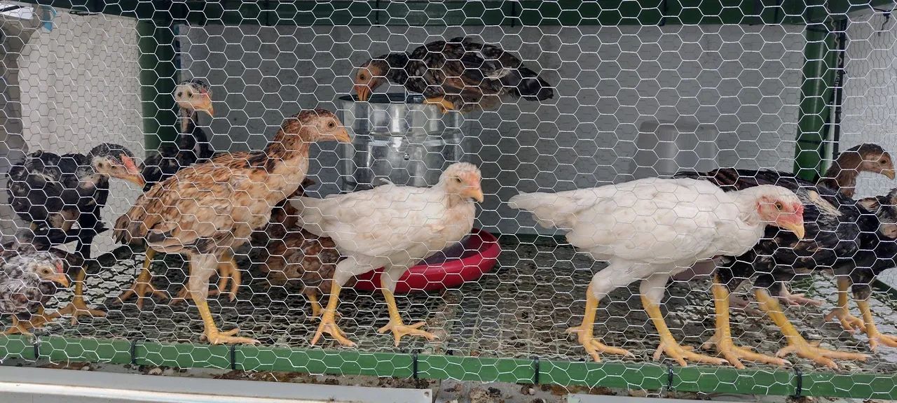 Pintinhos mestiço de índio e Galizé! - Foto 2