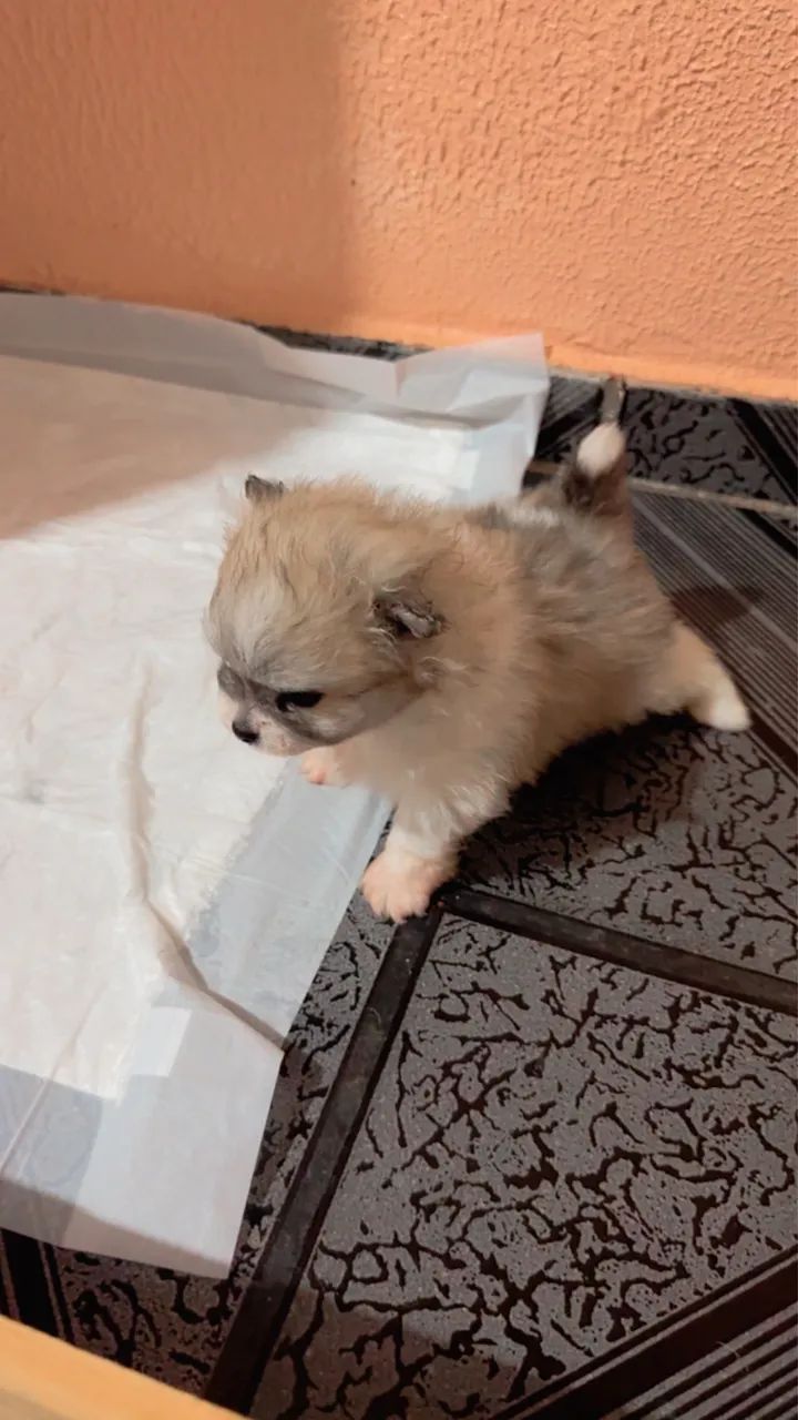 filhote de Lulu da Pomerânia - Foto 3