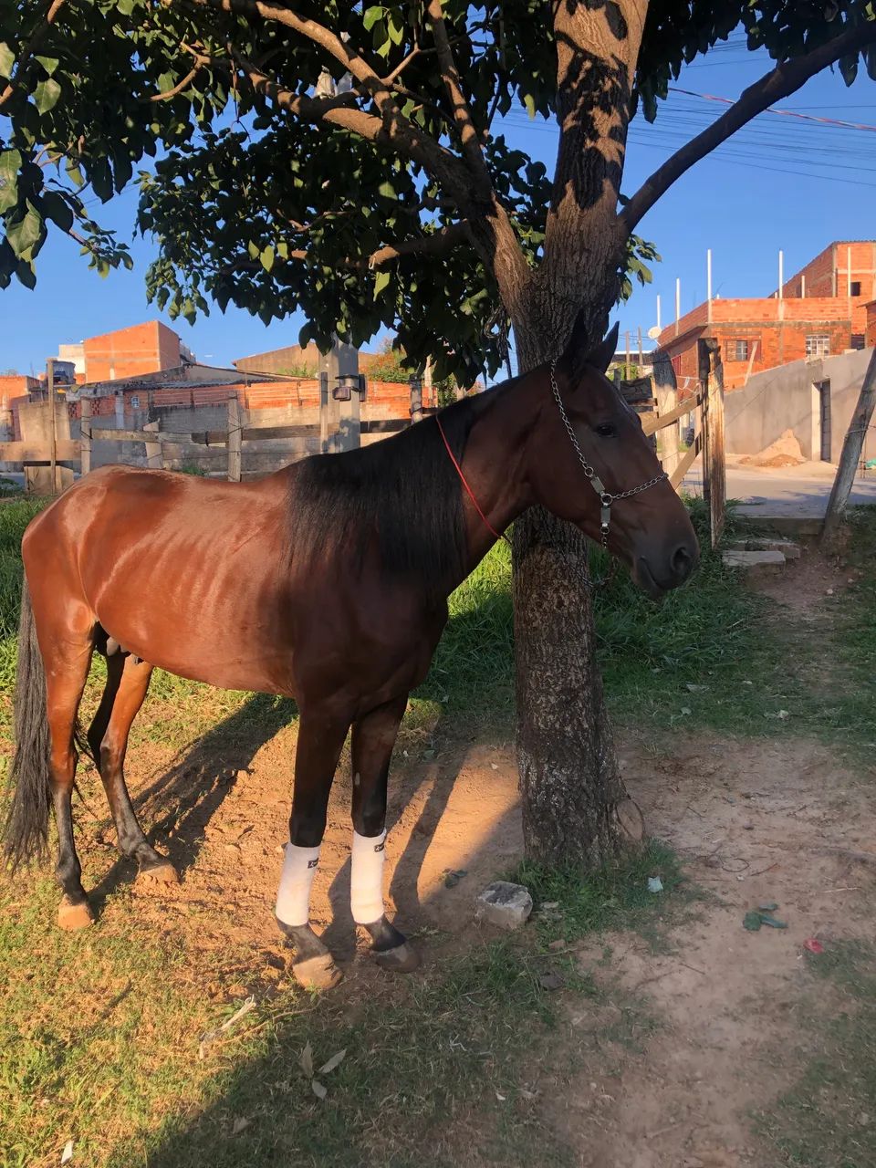 Vendo cavalo puro Nacional ? - Foto 2