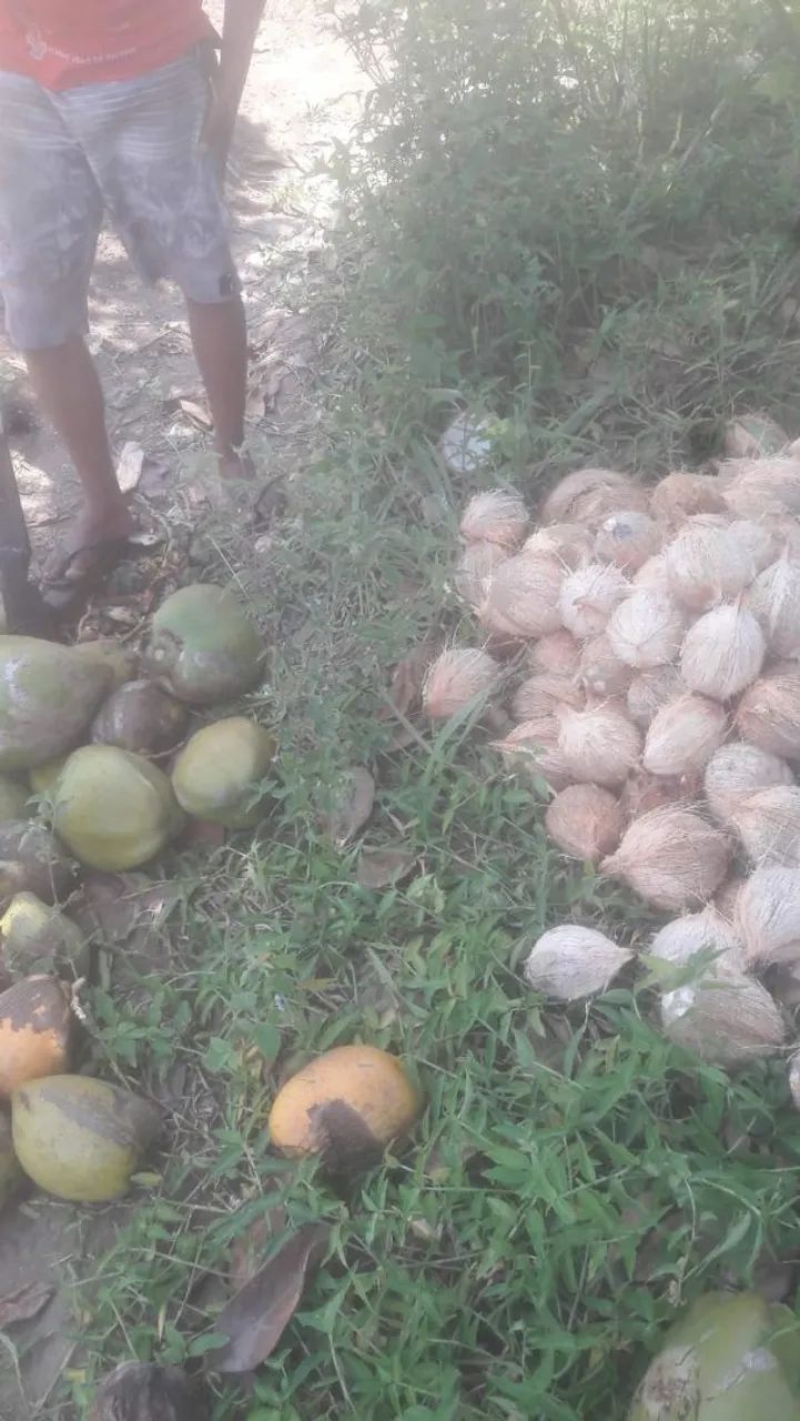 Cocô 