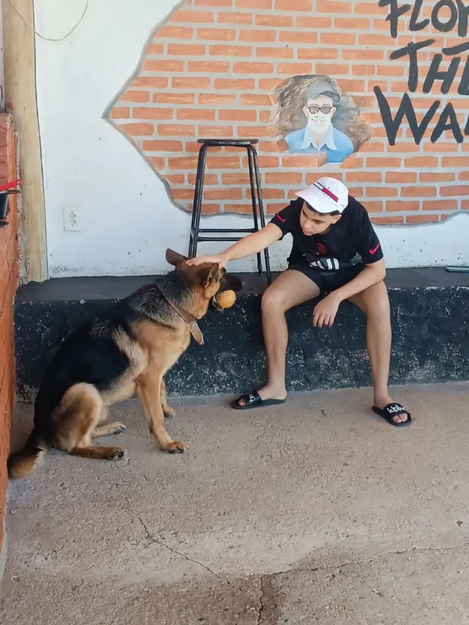 Pastor alemão com pedigree  - Foto 3