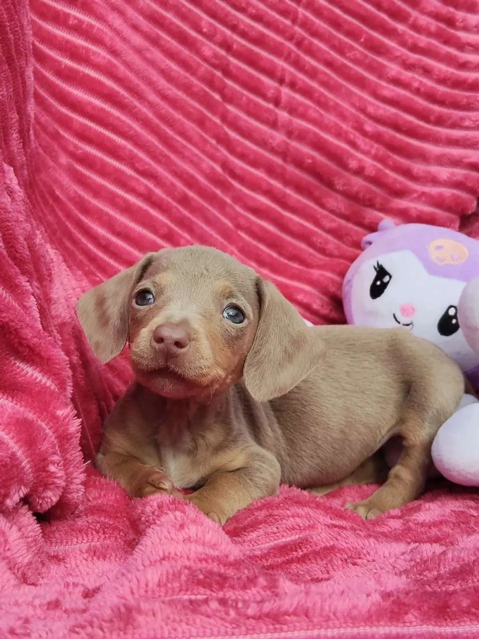 Daschund  - Foto 2