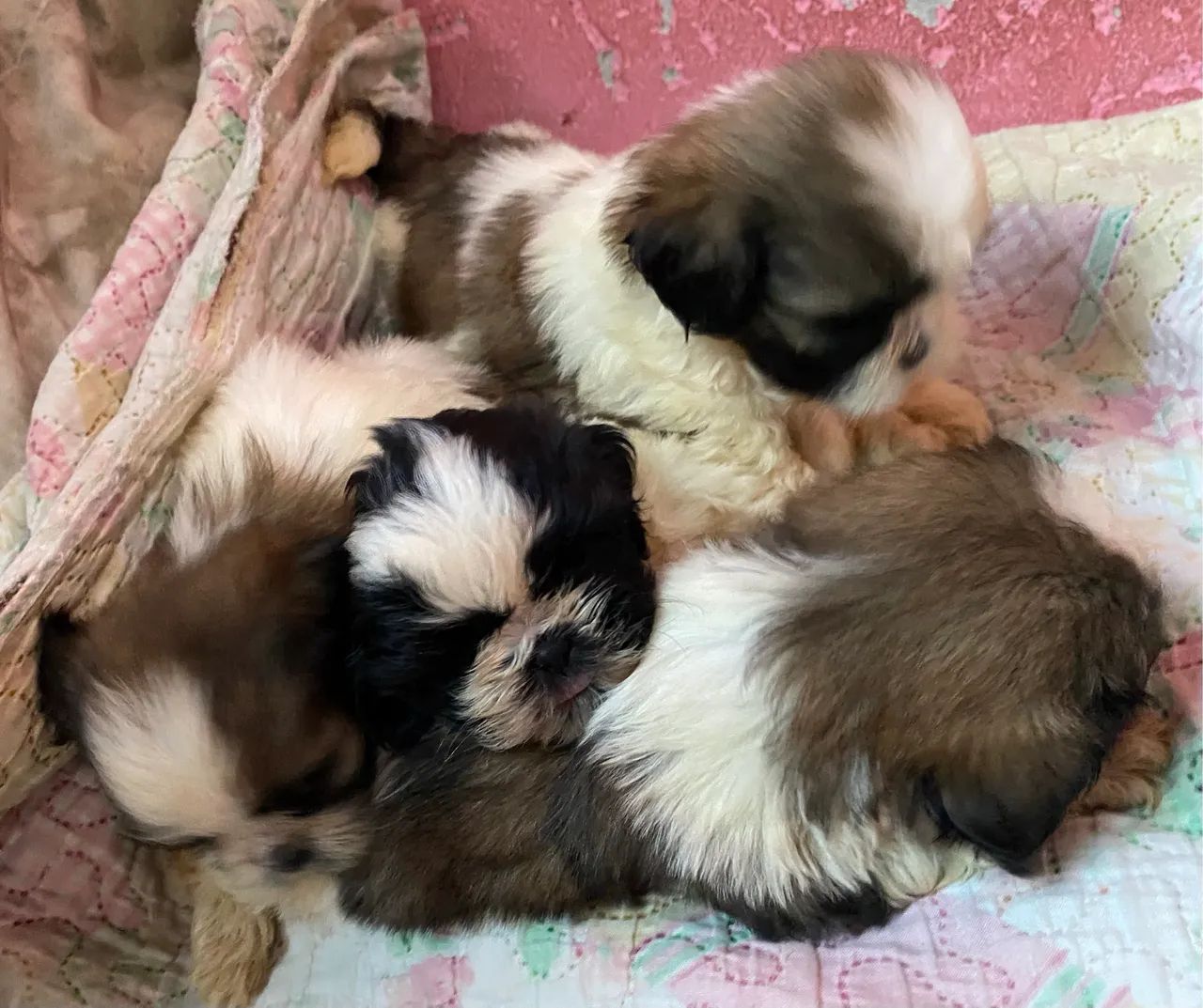 SHIH-TZU - Foto 2