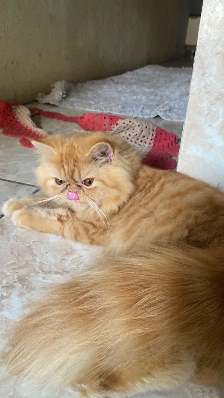 Gatinhas persa 