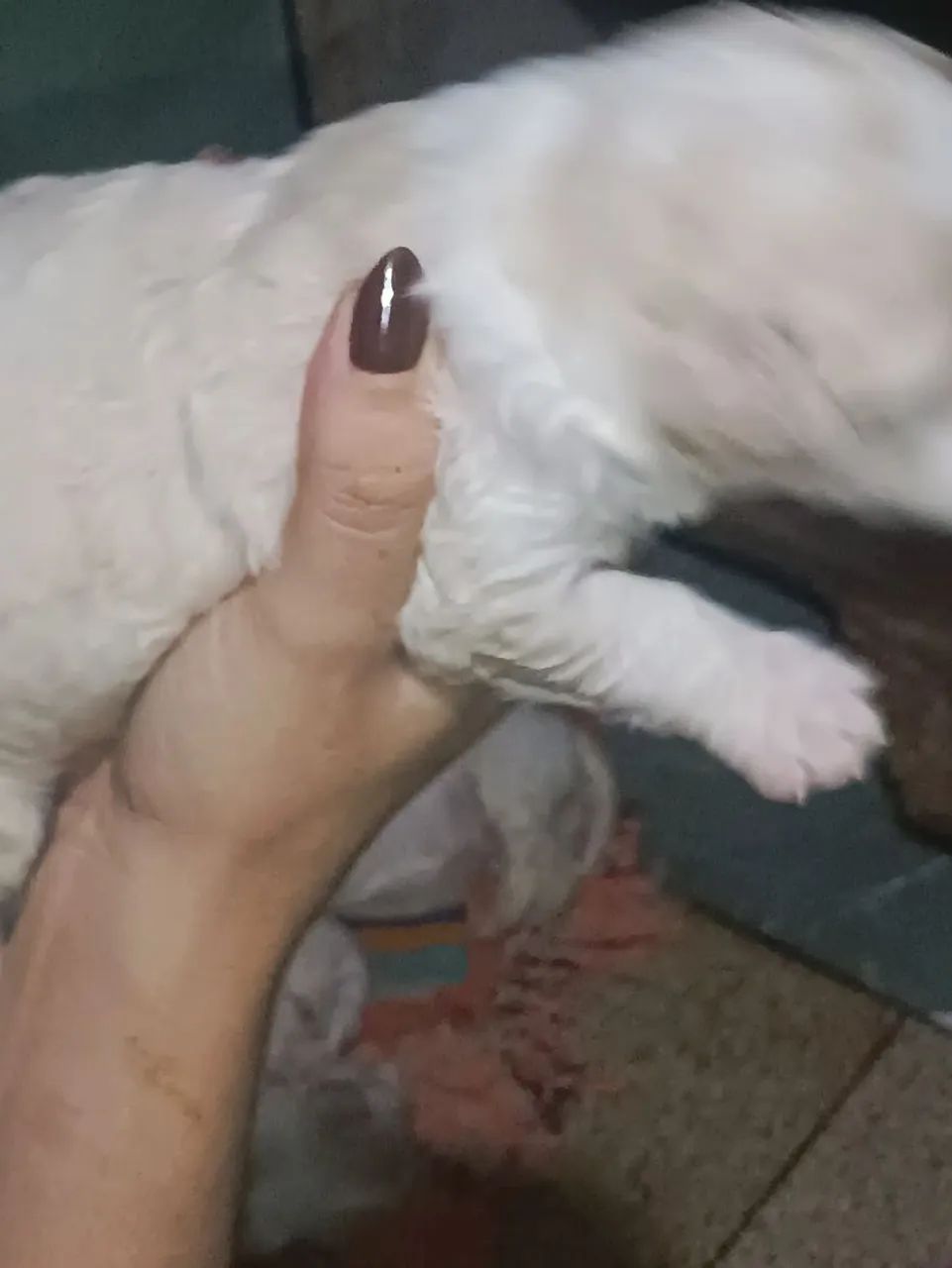 Filhotes de Poodle n° 1  - Foto 5
