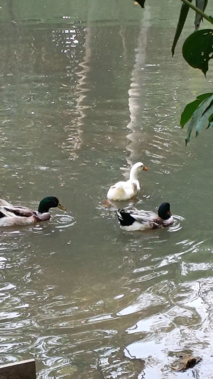 Aves 