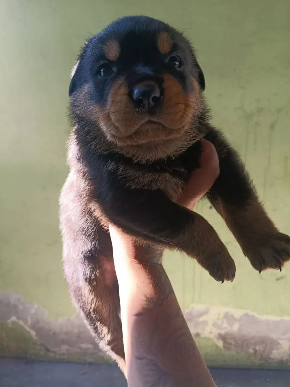 Rottweiler  - Foto 2