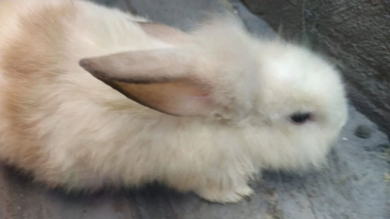 Vendo lindos coelhinhos - Foto 4