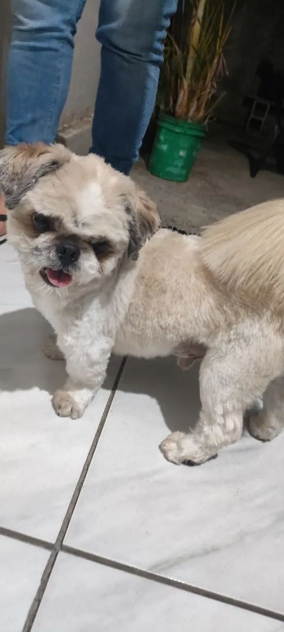 Shitzu disponível  - Foto 2