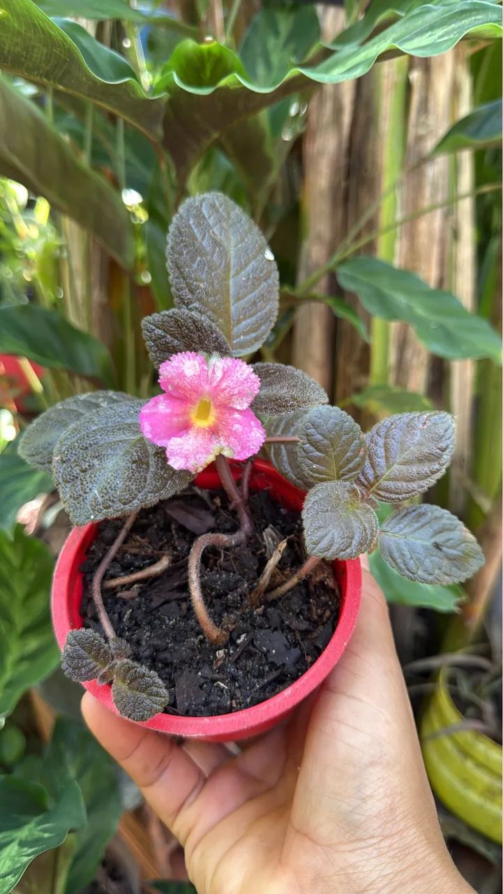Plantas  - Foto 2