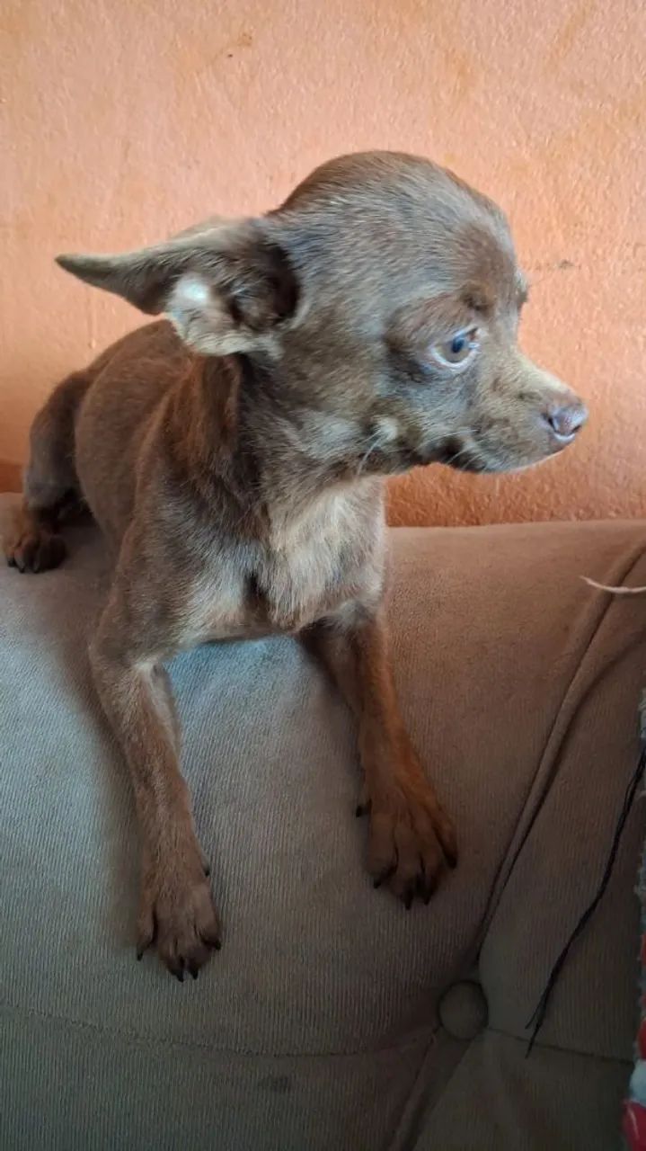 Vendo um picther 