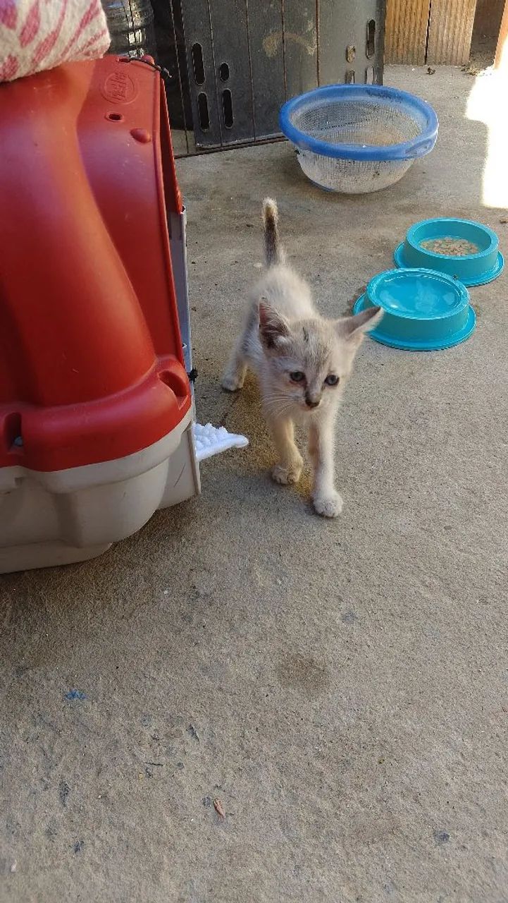 Gato para adoção - Foto 3