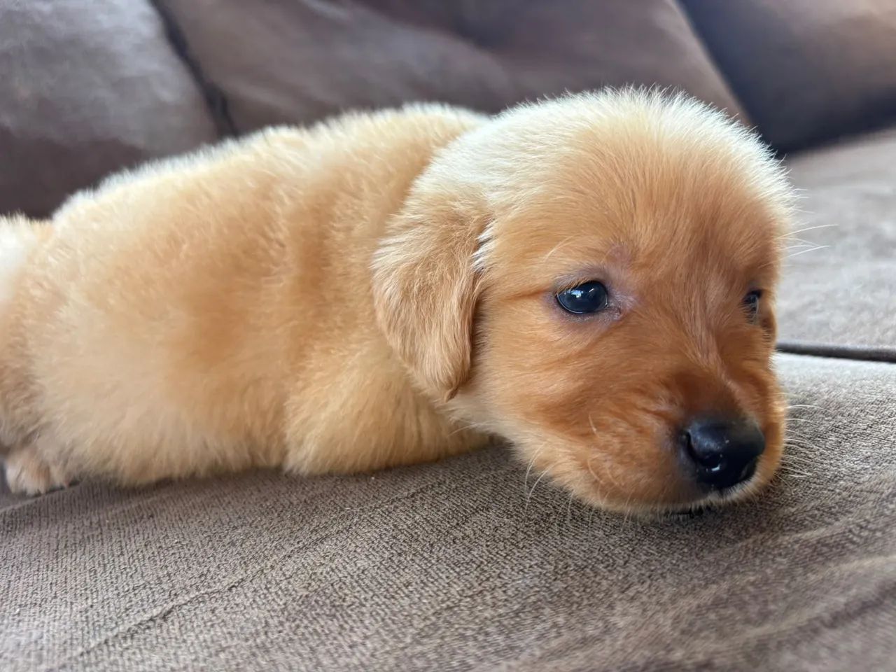 Golden retriever  - Foto 4